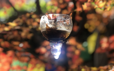 Taller «Mirando mi jardín»