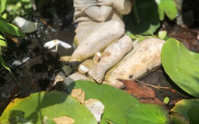 Taller «Mi jardín mágico»